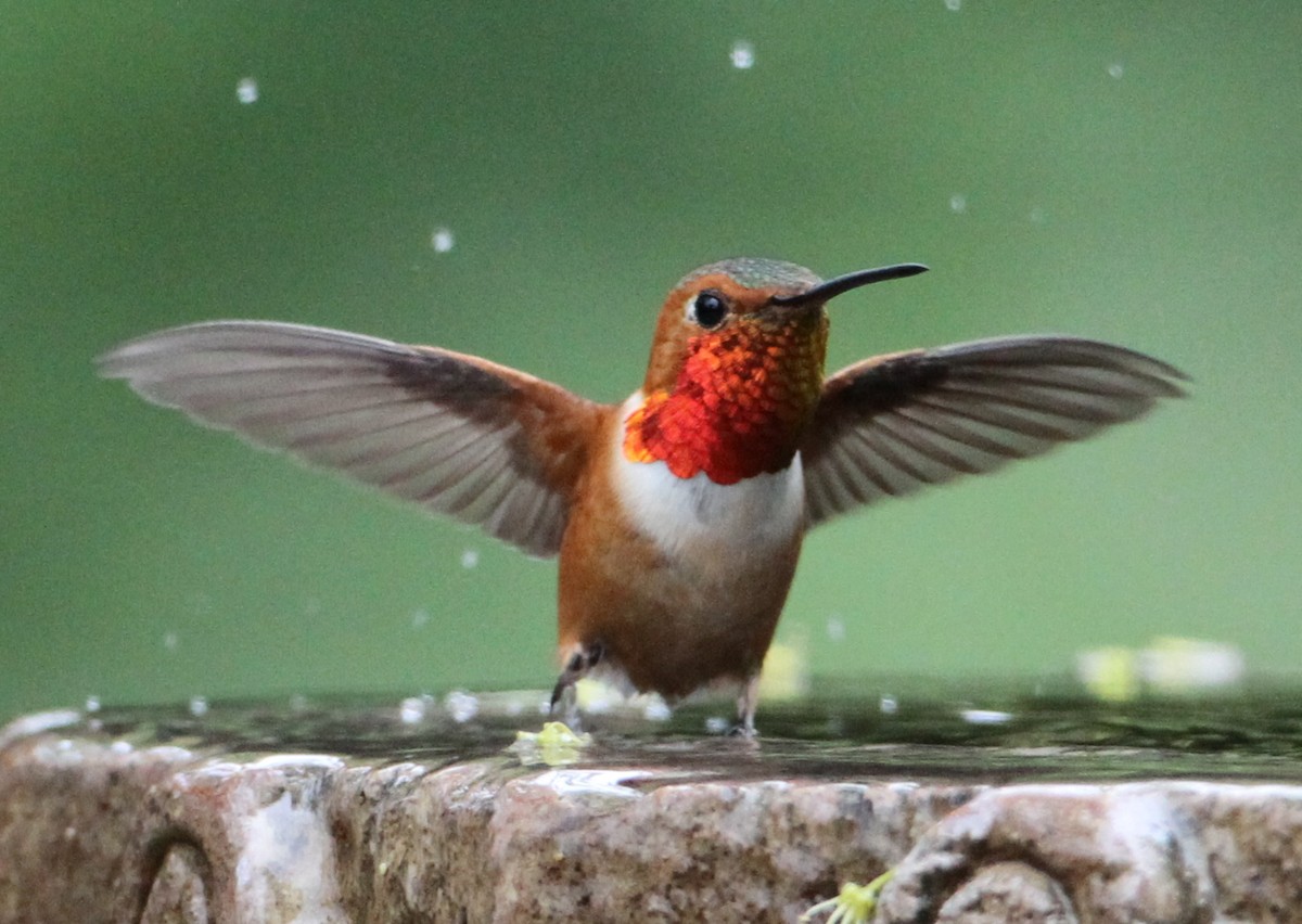 アレンハチドリ - ML644699052