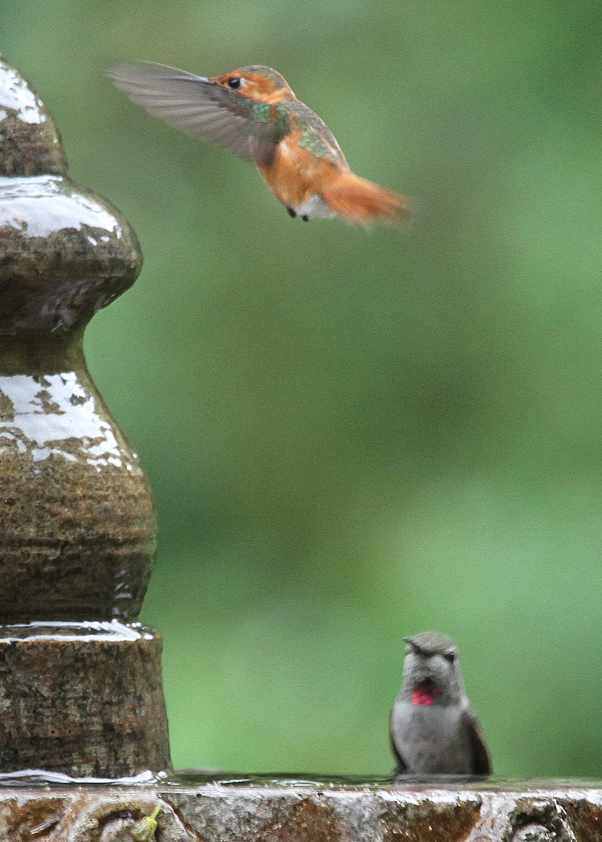 アレンハチドリ - ML644699053