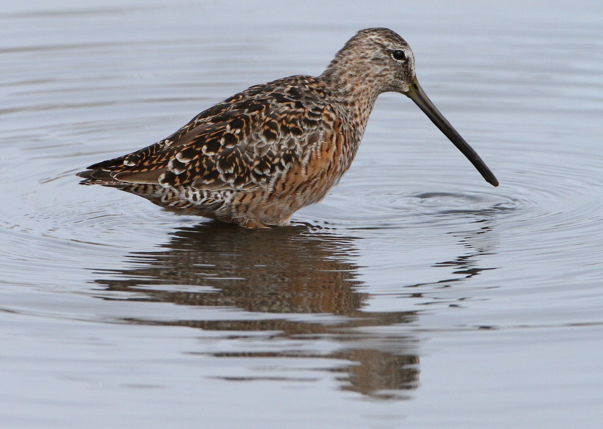 Bécassin à long bec - ML644699059