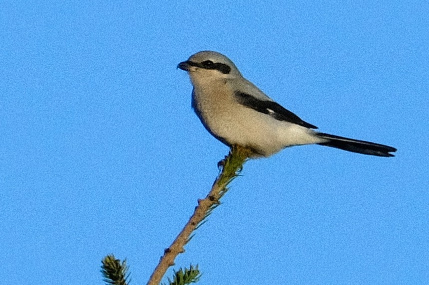 オオモズ - ML644699060