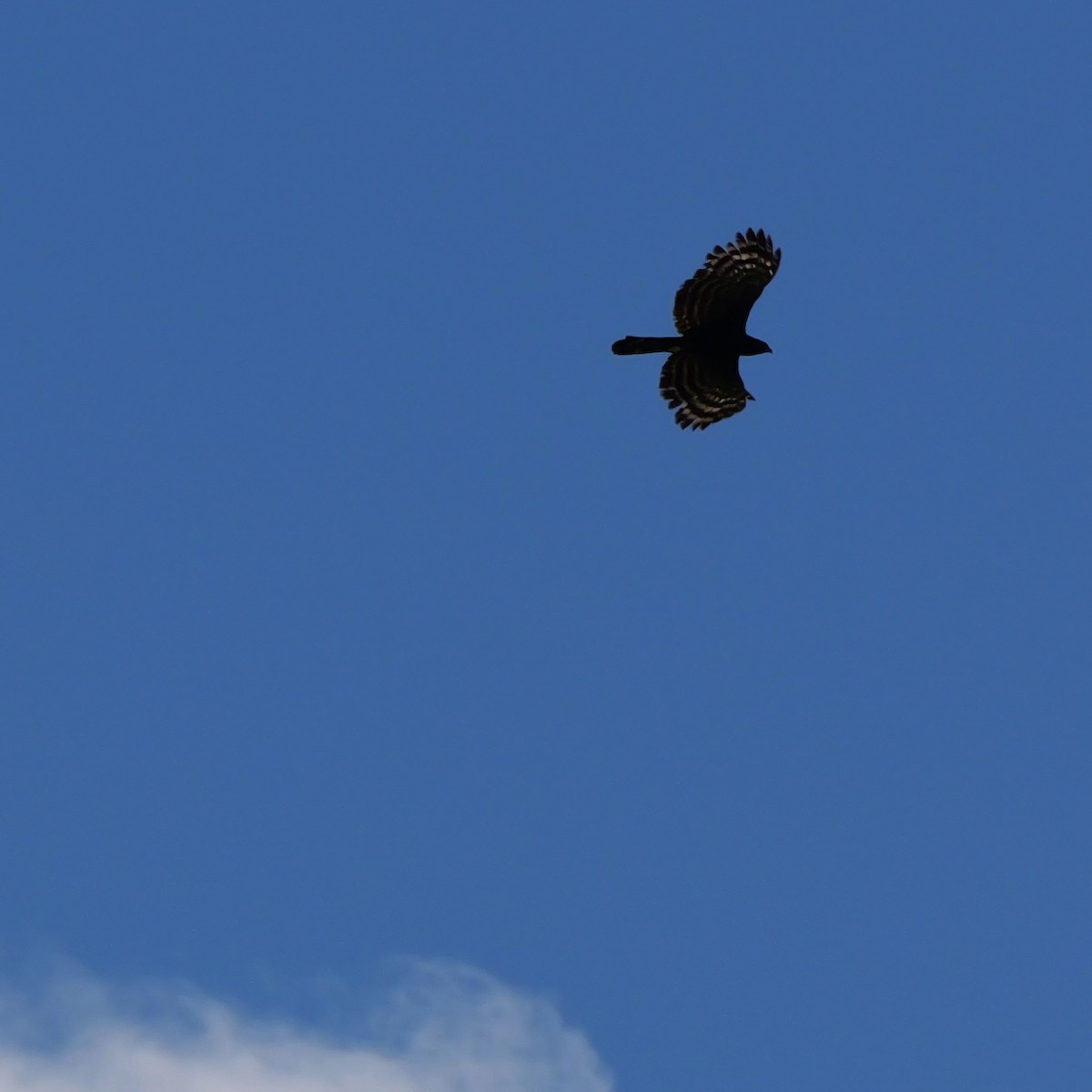 orel černý - ML644699063