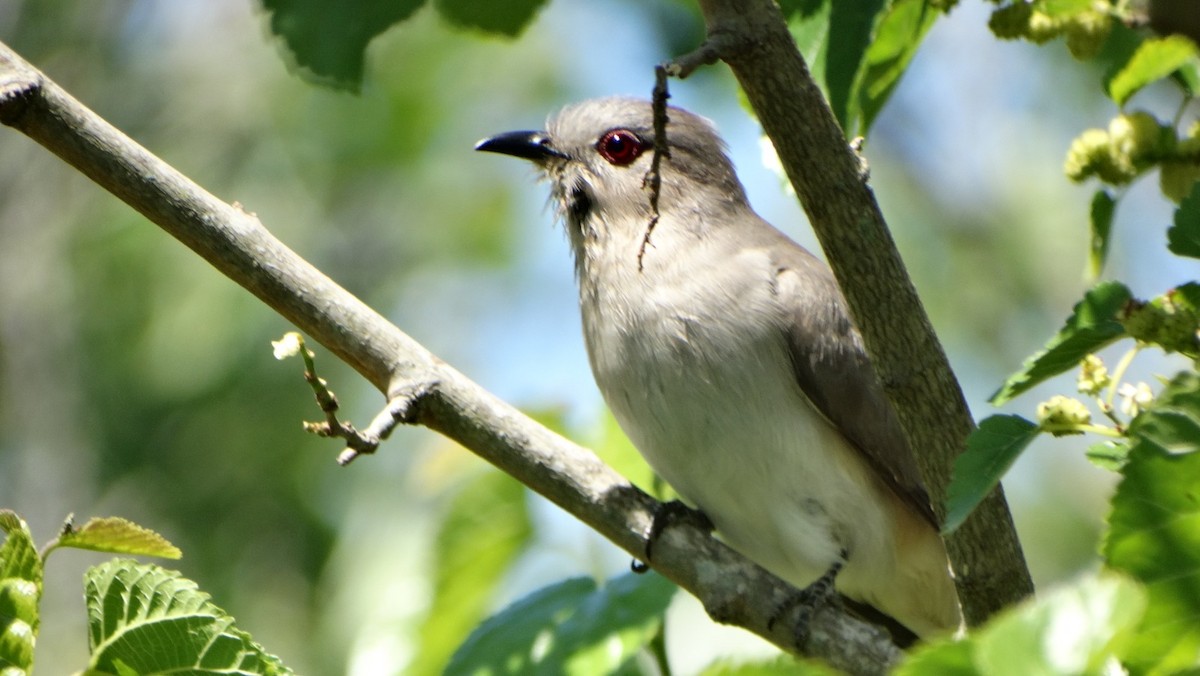 Ash-colored Cuckoo - ML644699073