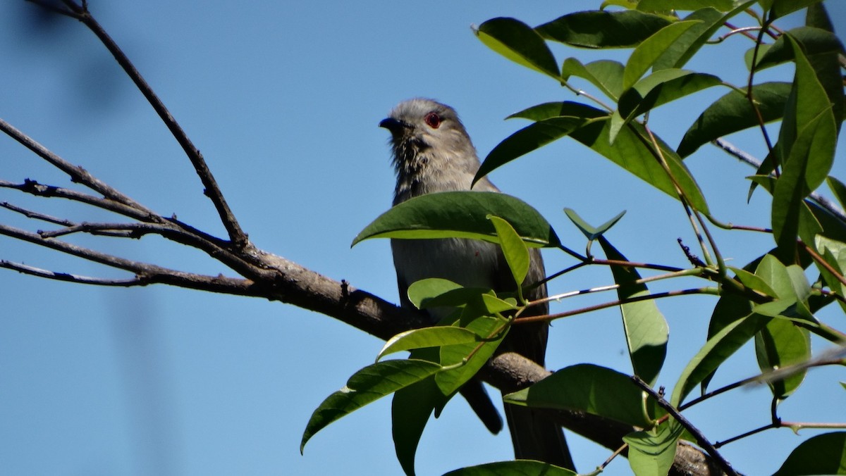 Ash-colored Cuckoo - ML644699074
