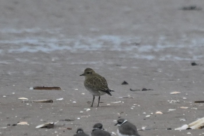 European Golden-Plover - ML644699111