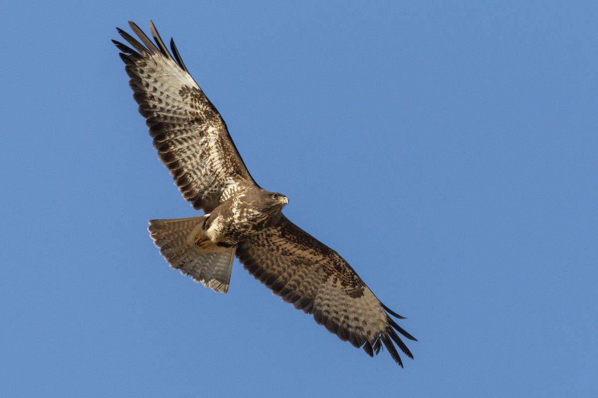 Buse variable - ML644699125