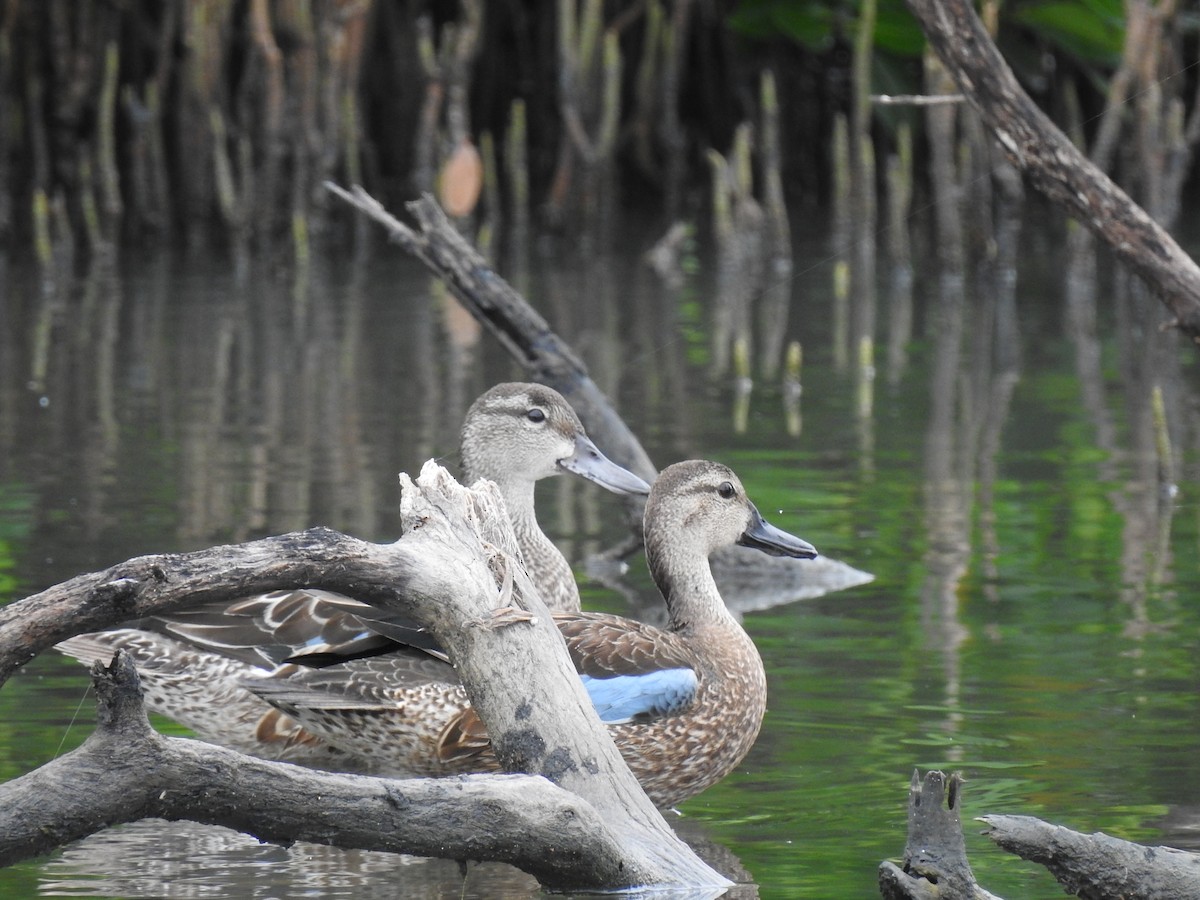 Blue-winged Teal - ML644699127