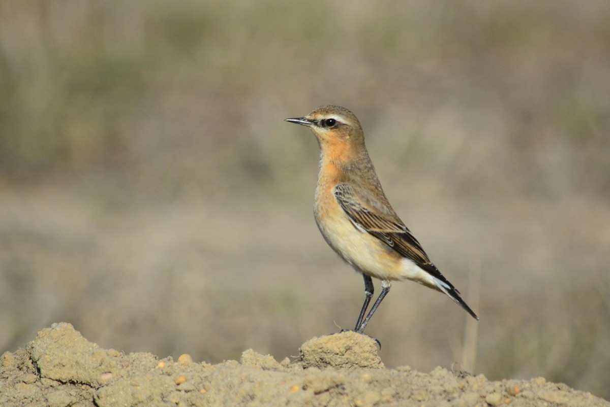 ハシグロヒタキ - ML644699129