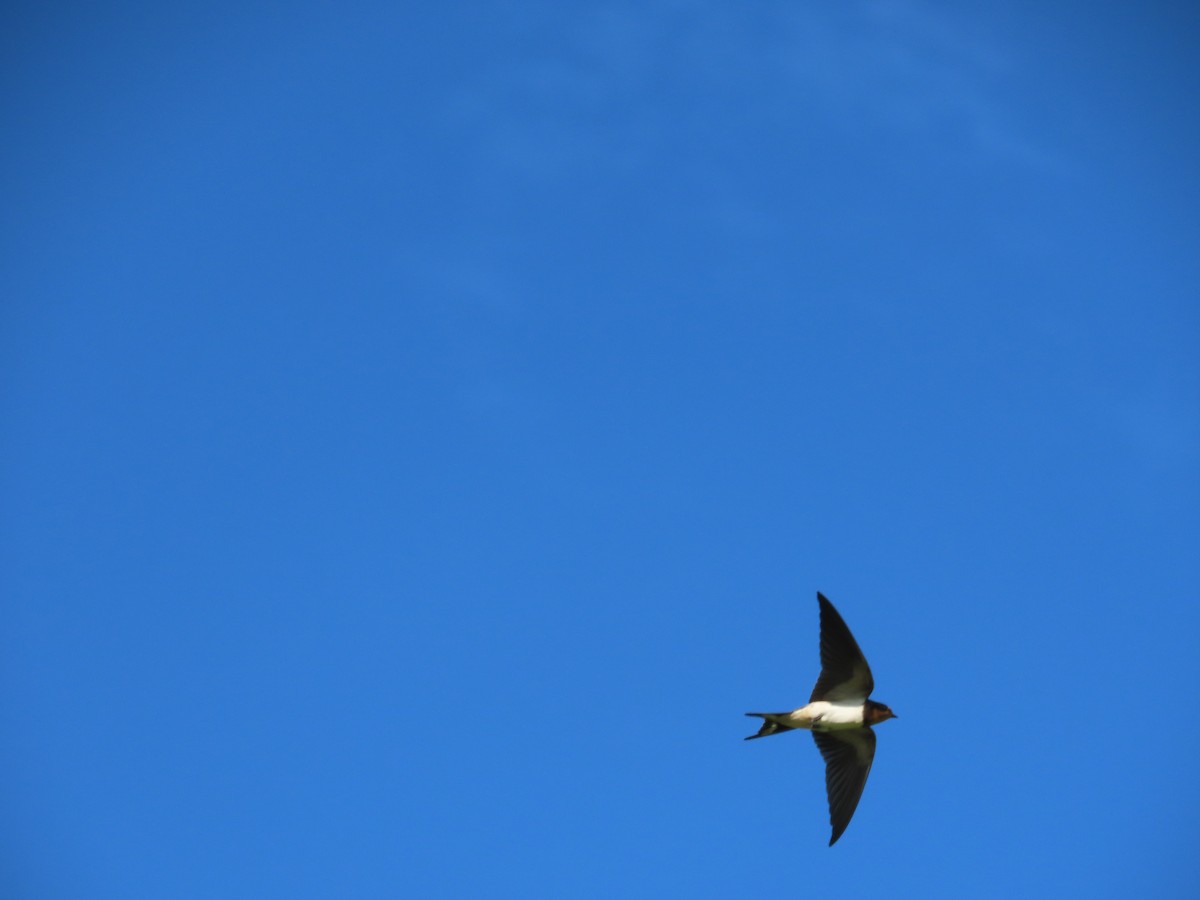 Barn Swallow - ML644699144