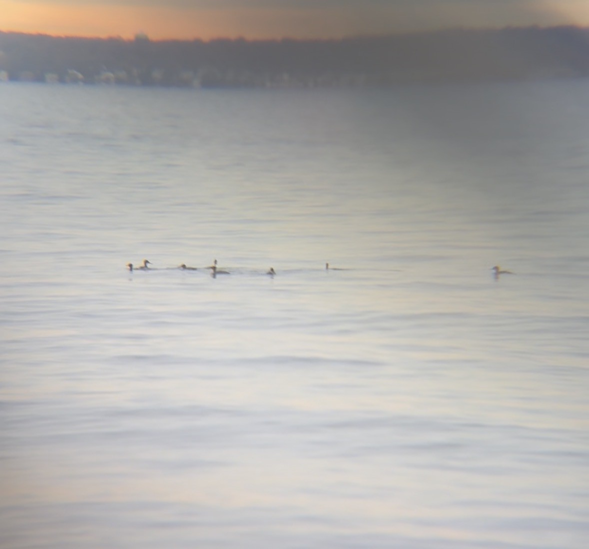 Сэвгэр бохио - ML644699148