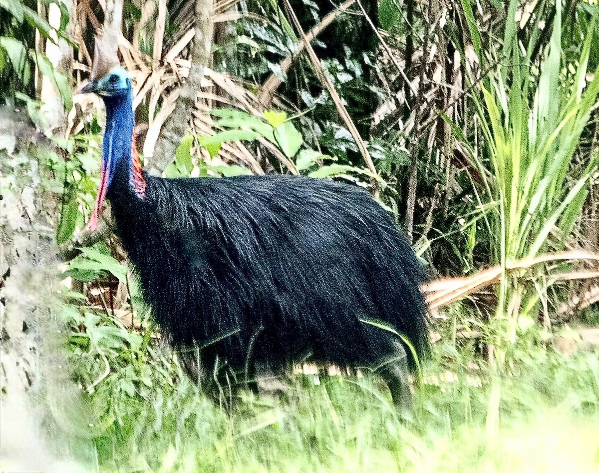Southern Cassowary - ML644699149