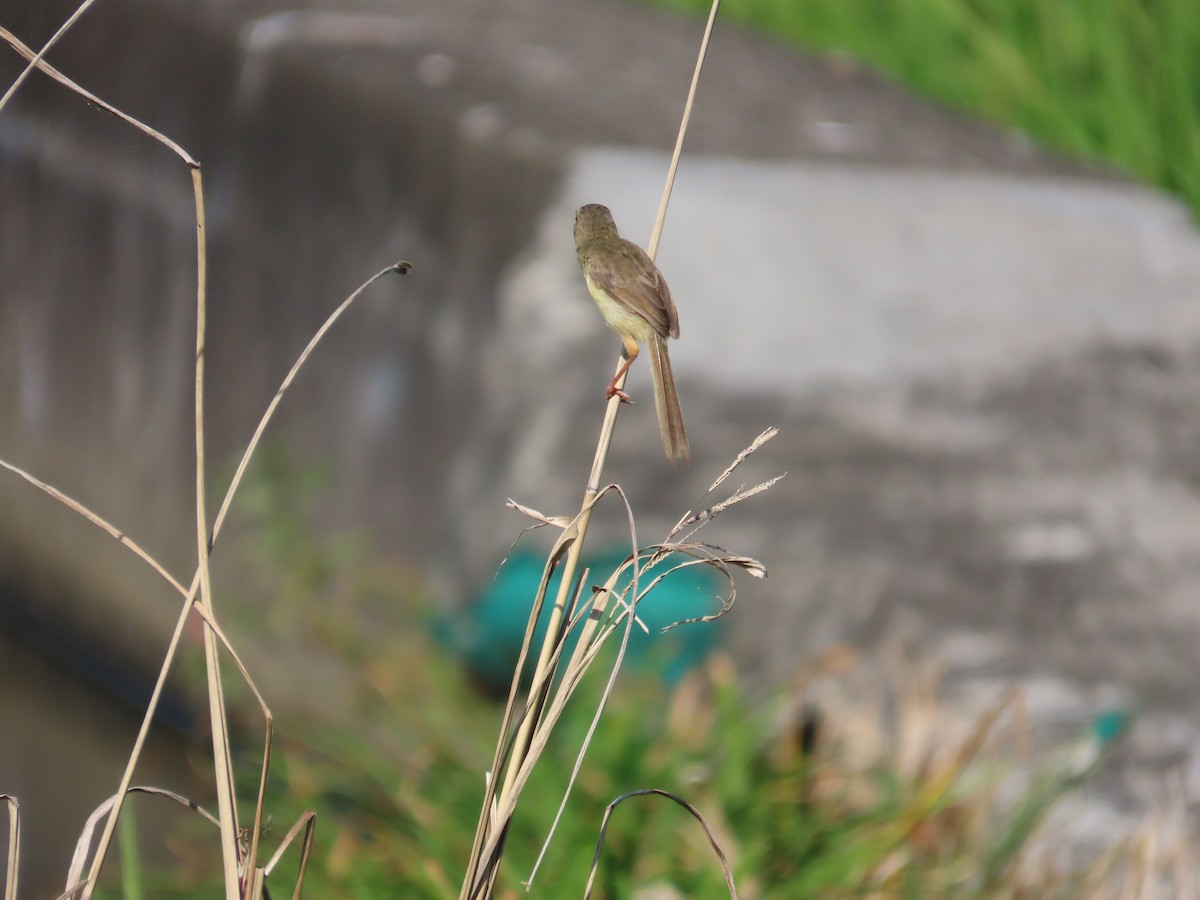 Plain Prinia - ML644699150