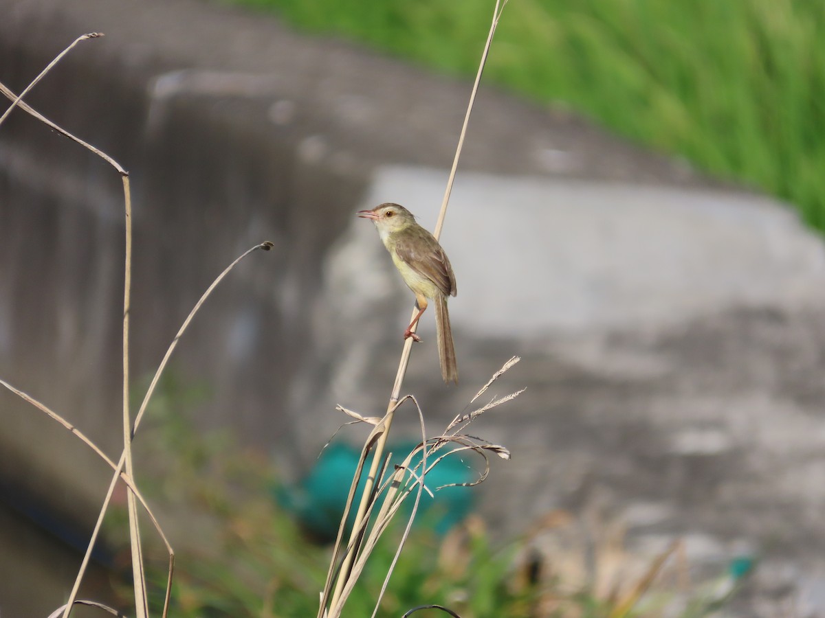 Plain Prinia - ML644699151
