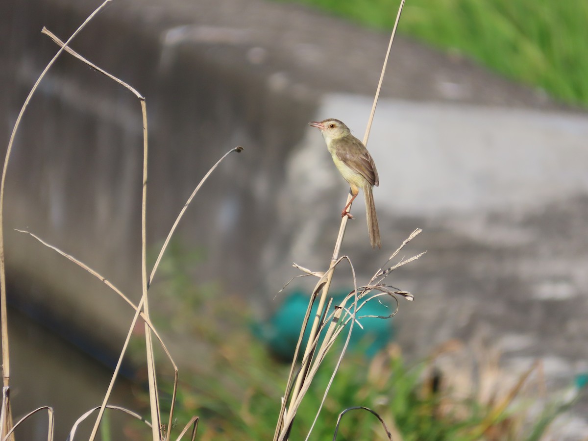 Prinia Sencilla - ML644699152