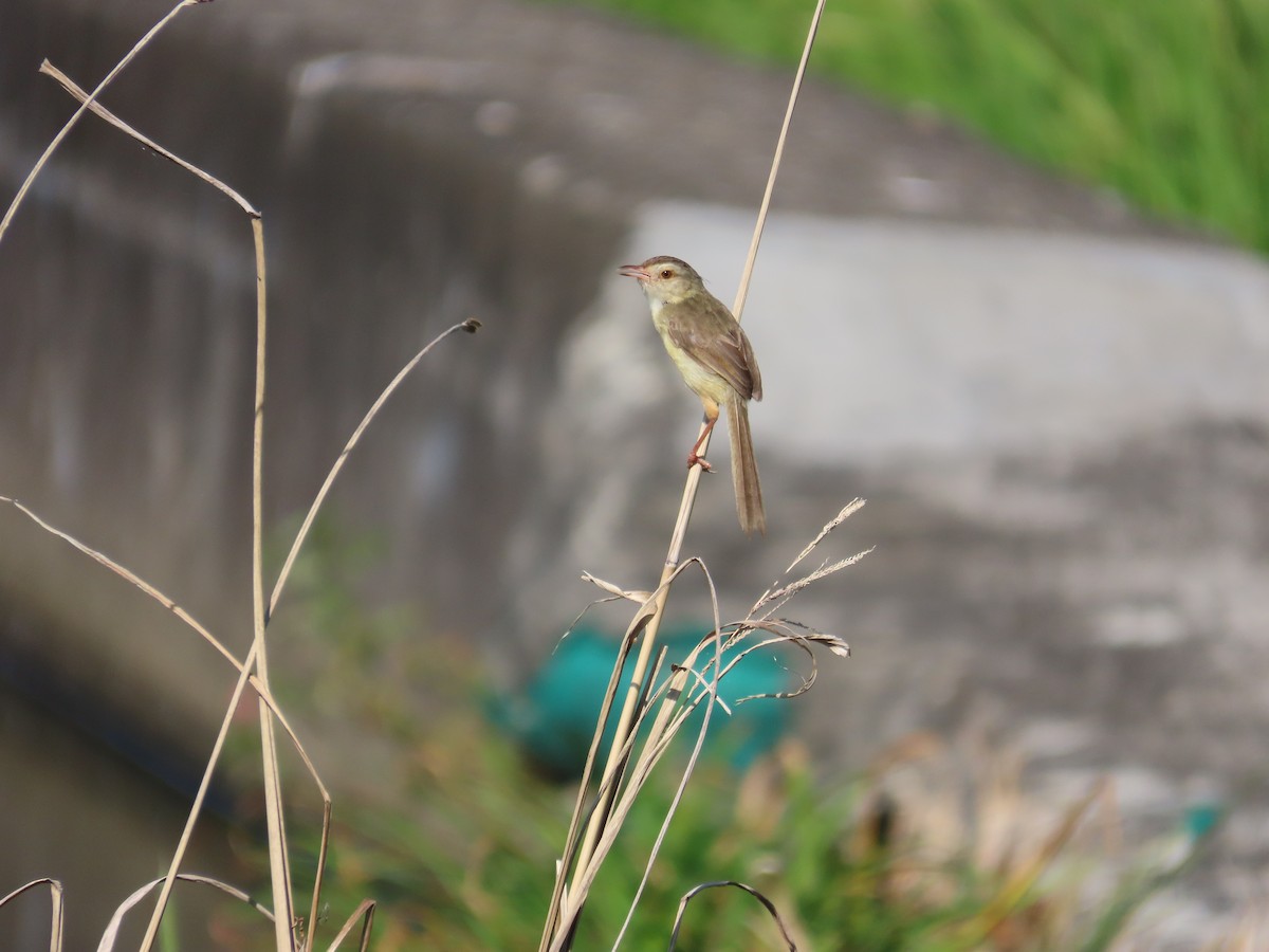 Plain Prinia - ML644699153