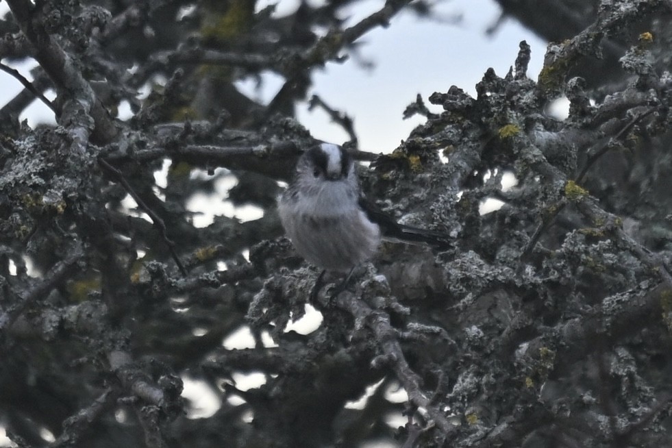 Codibugnolo - ML644699156