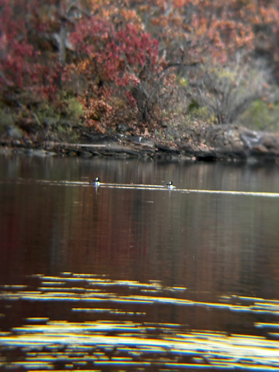 Smergo dal cappuccio - ML644699157