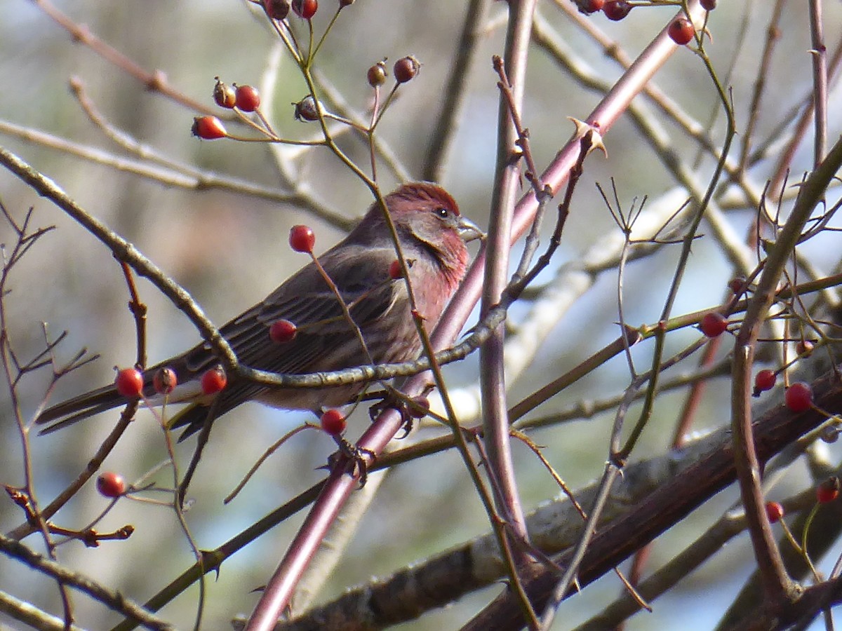 House Finch - ML644699158