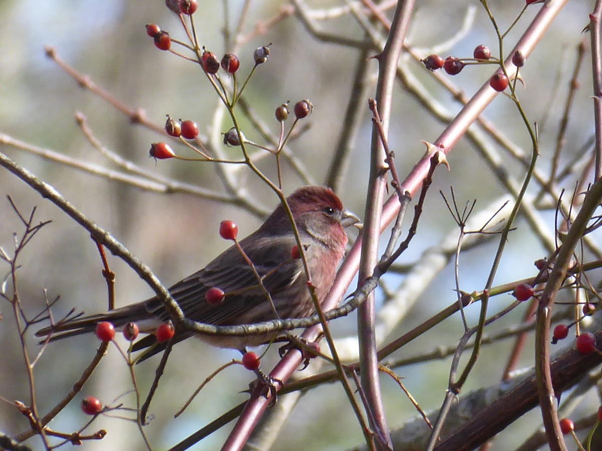House Finch - ML644699160