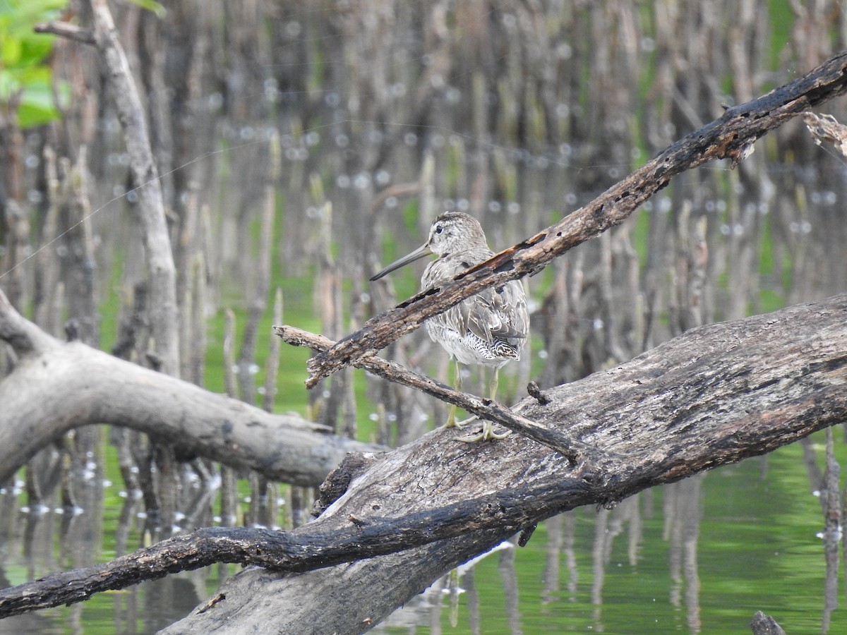 Short-billed Dowitcher - ML644699161