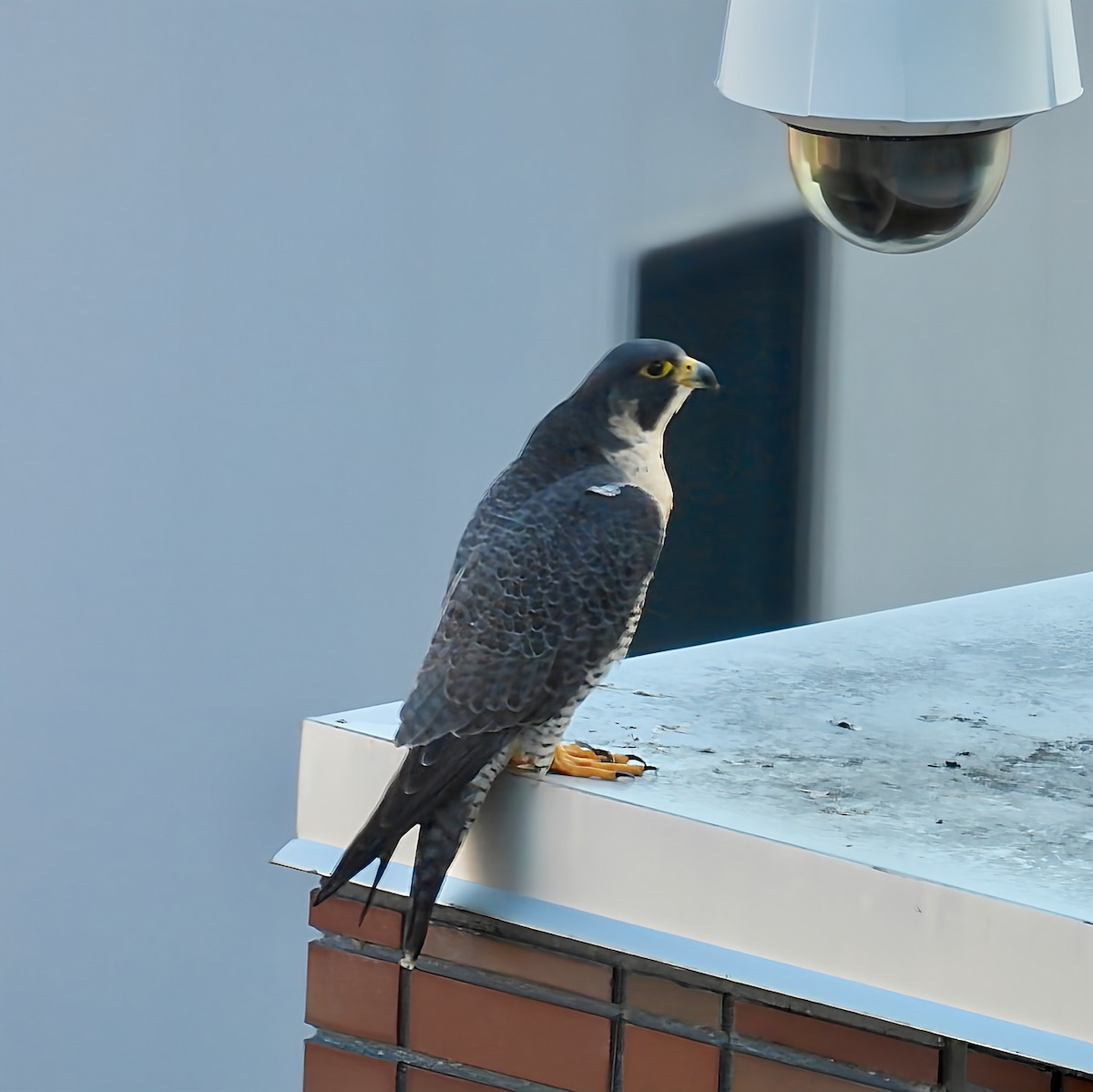 Falco pellegrino - ML644699163