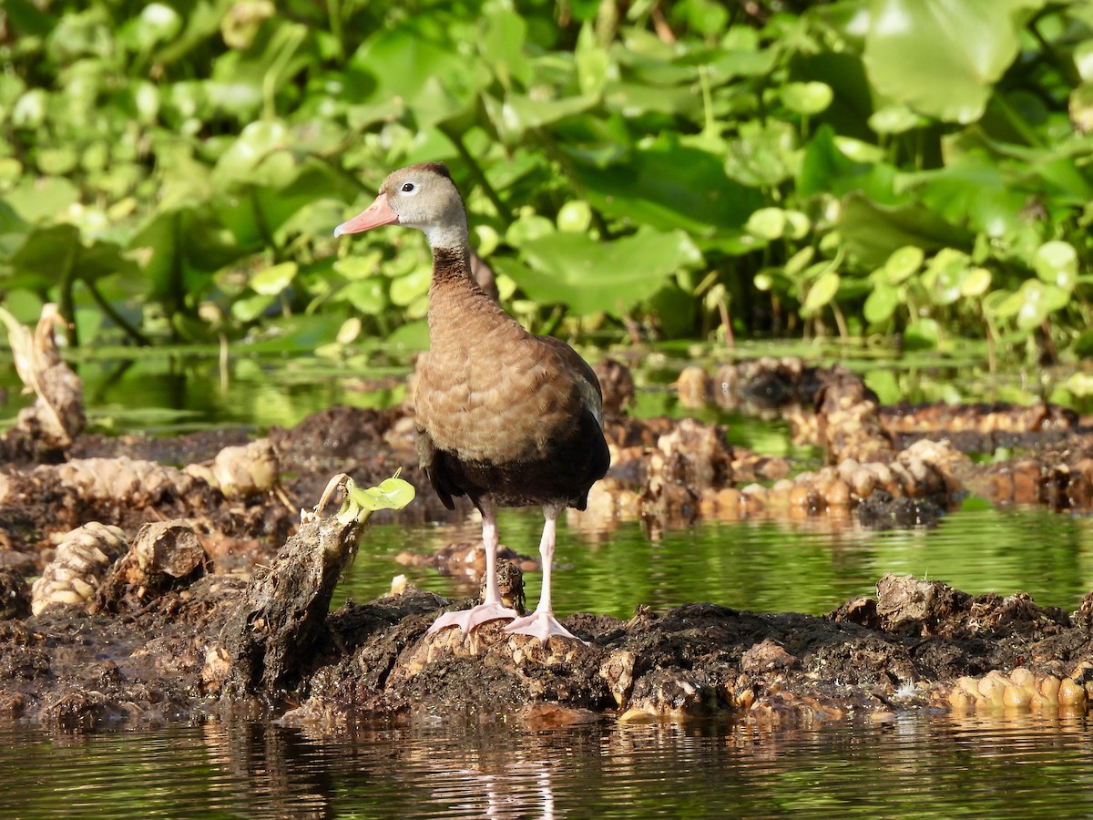 Dendrocigna beccorosso - ML644699165