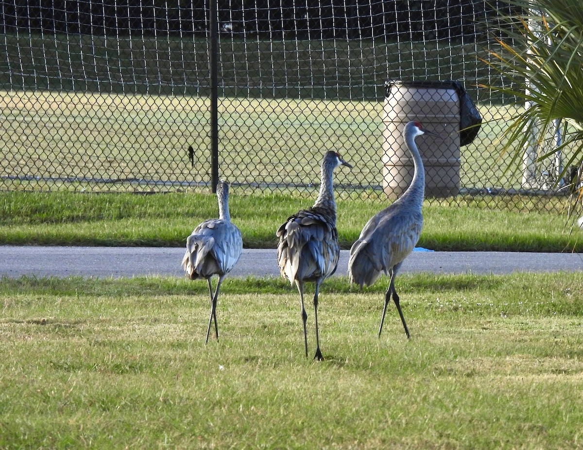 Sandhill Crane - ML644699168