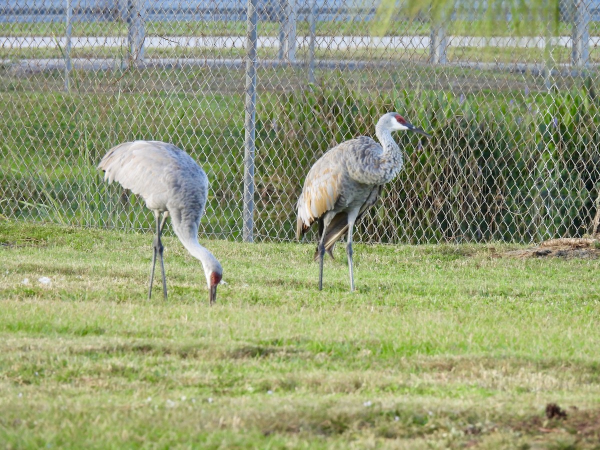 Sandhill Crane - ML644699169