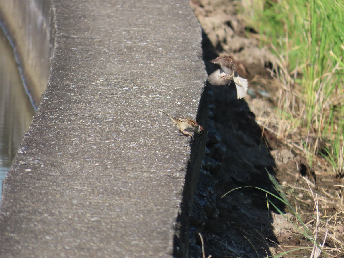 Passera mattugia - ML644699170