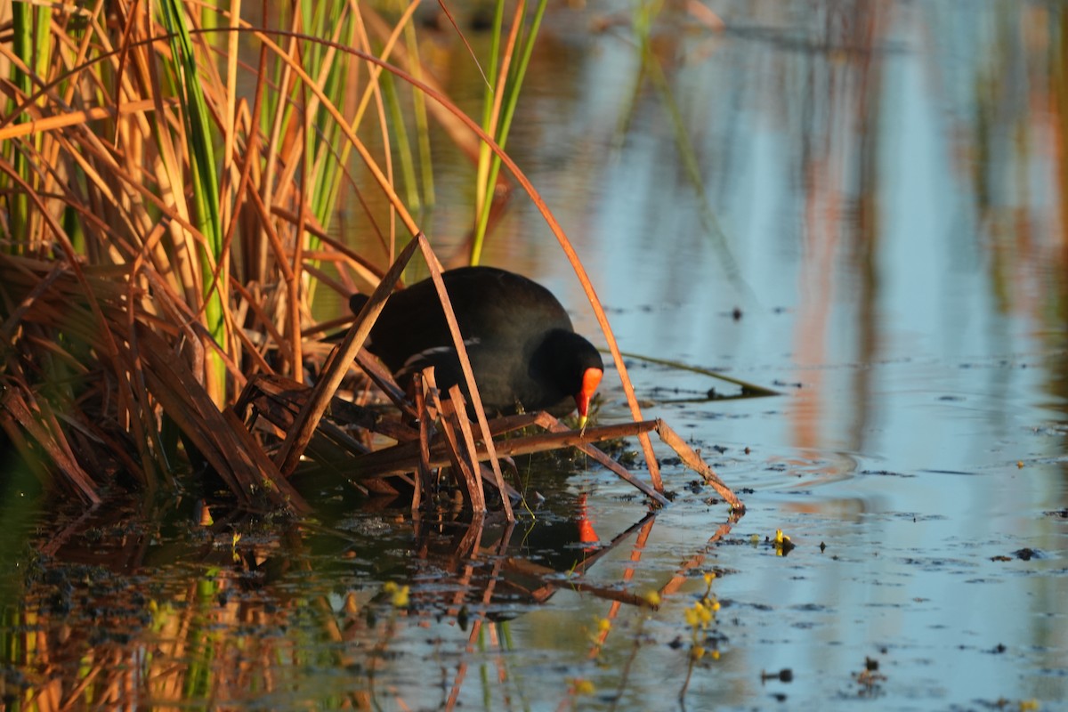 Common Gallinule - ML644699171