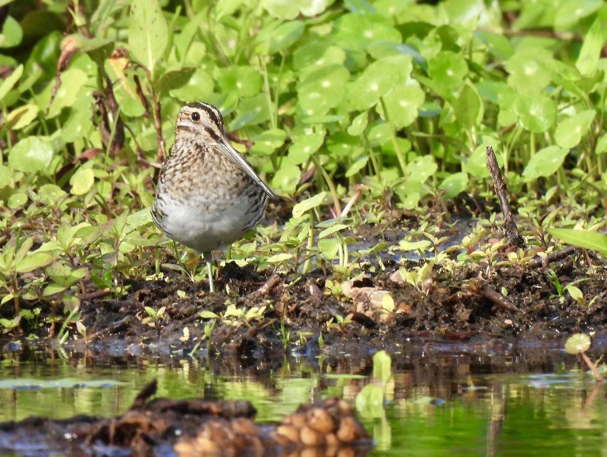 Wilson's Snipe - ML644699174