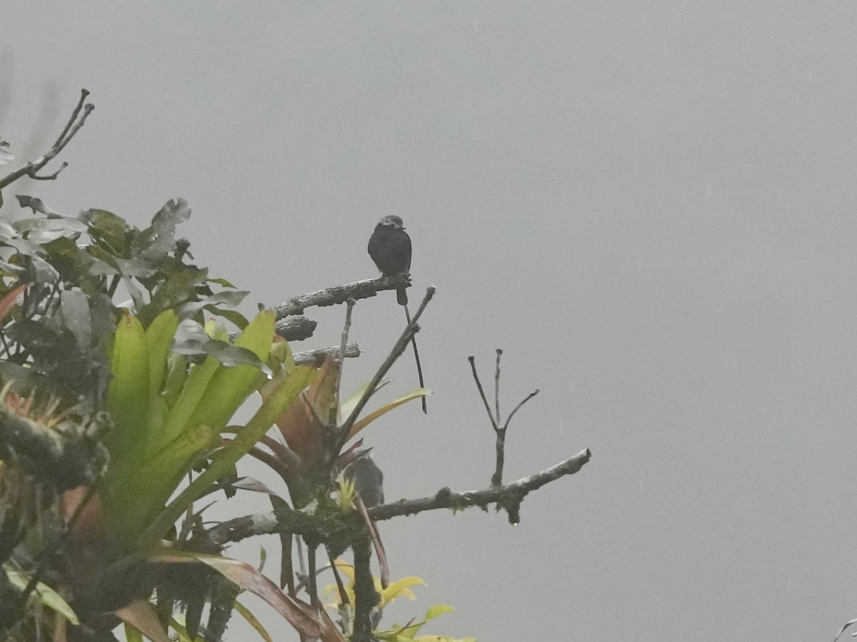 Long-tailed Tyrant - ML644699175