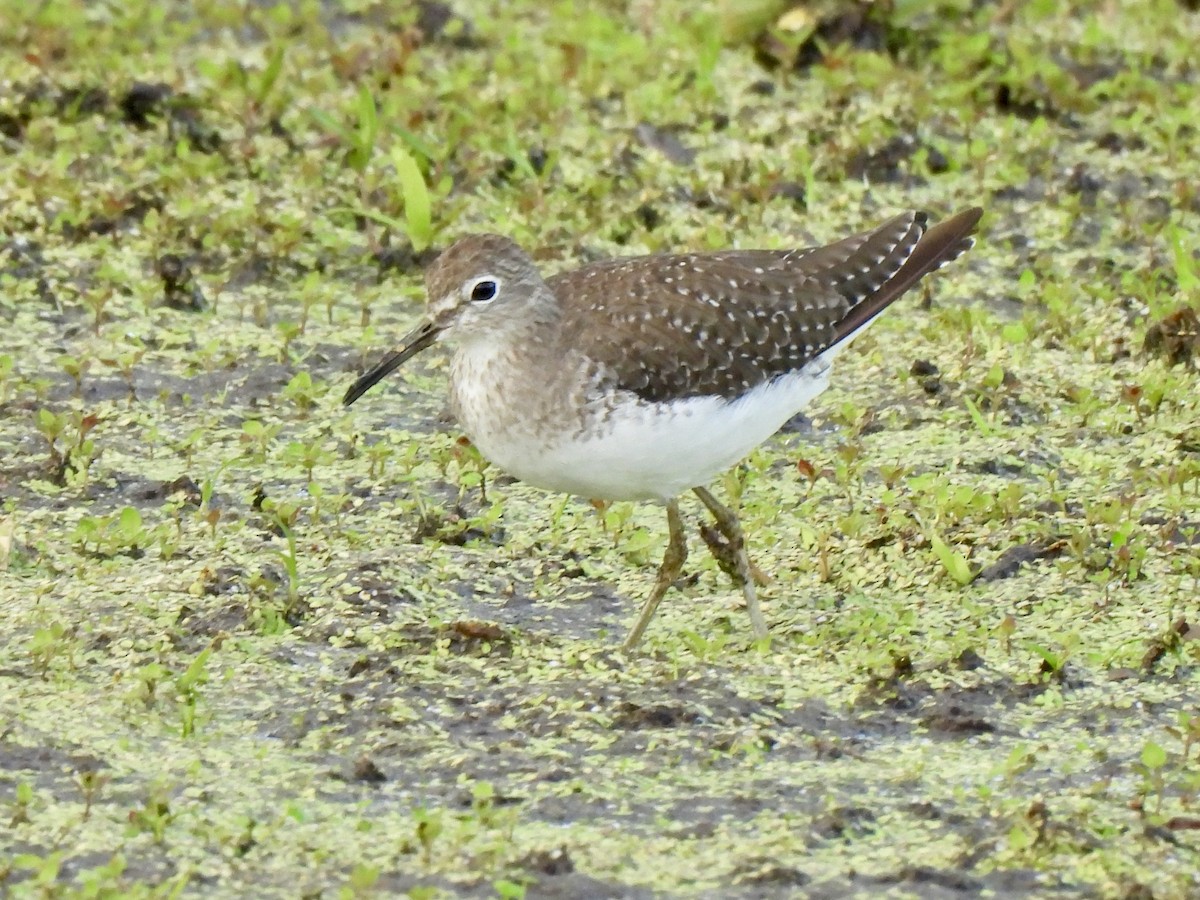 Solitary Sandpiper - ML644699178