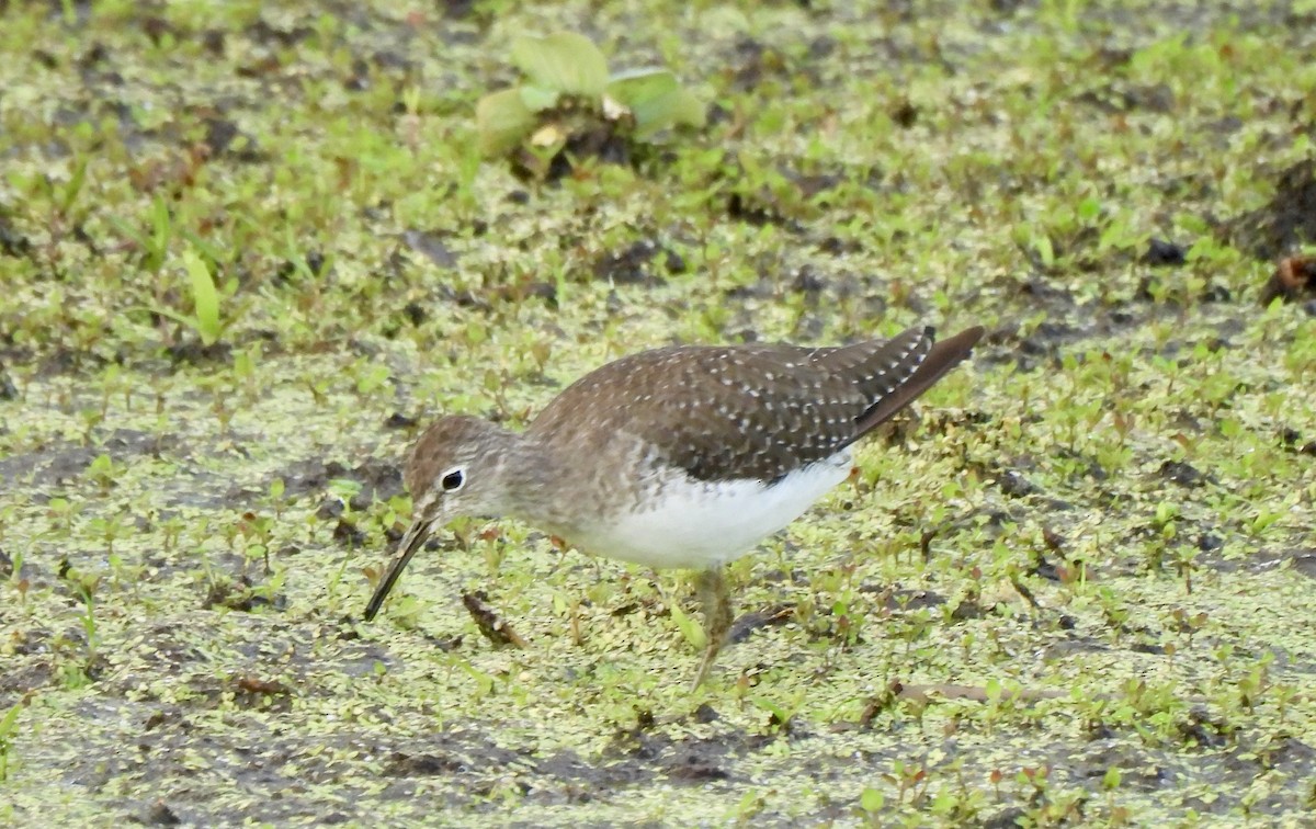Solitary Sandpiper - ML644699179