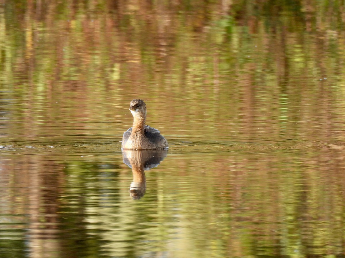 Pied-billed Grebe - ML644699184