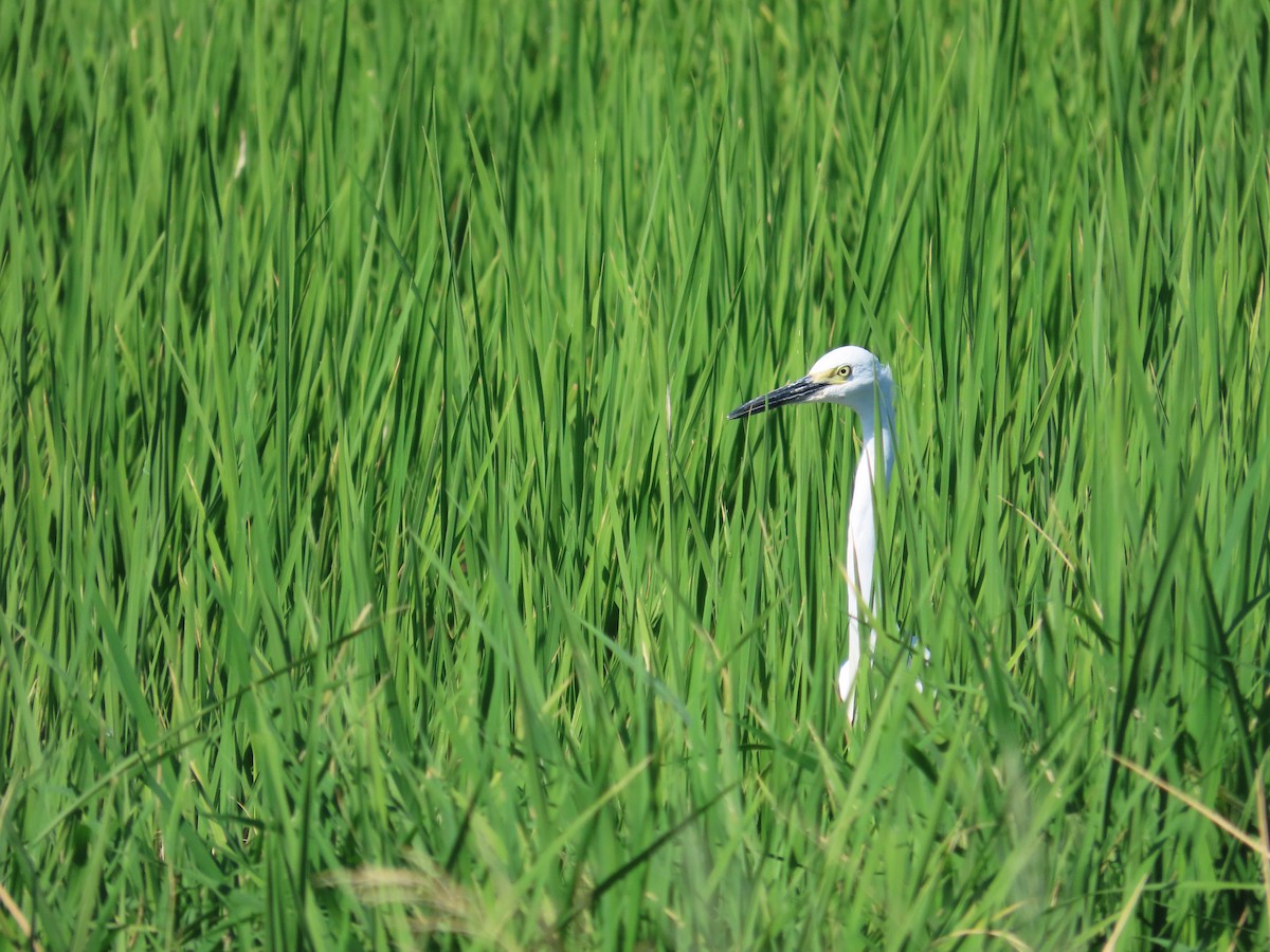 Garzetta - ML644699185