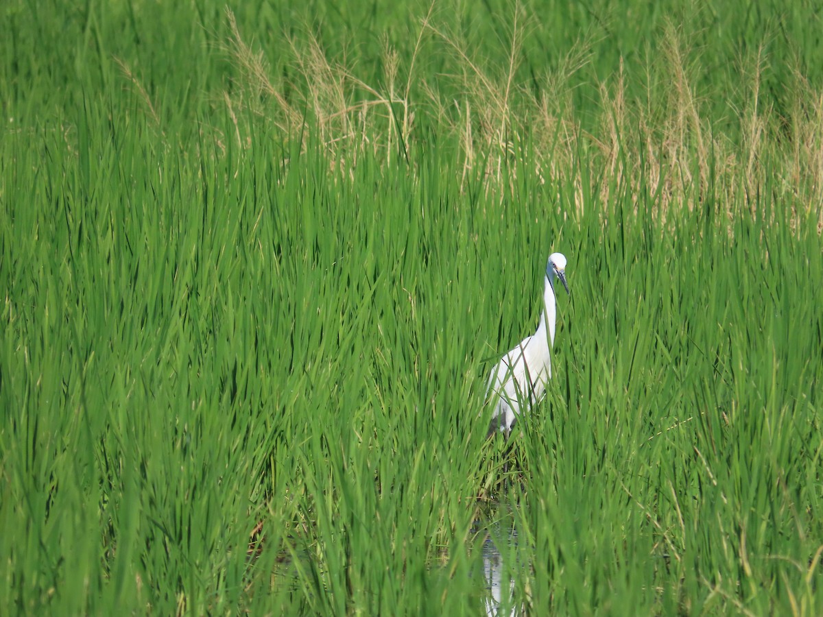 Garzetta - ML644699186