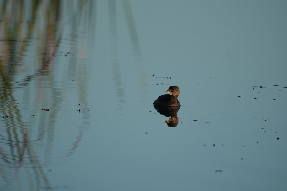 Pied-billed Grebe - ML644699187