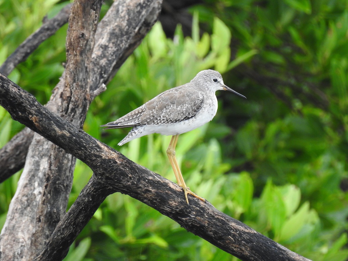 Totano zampegialle minore - ML644699188