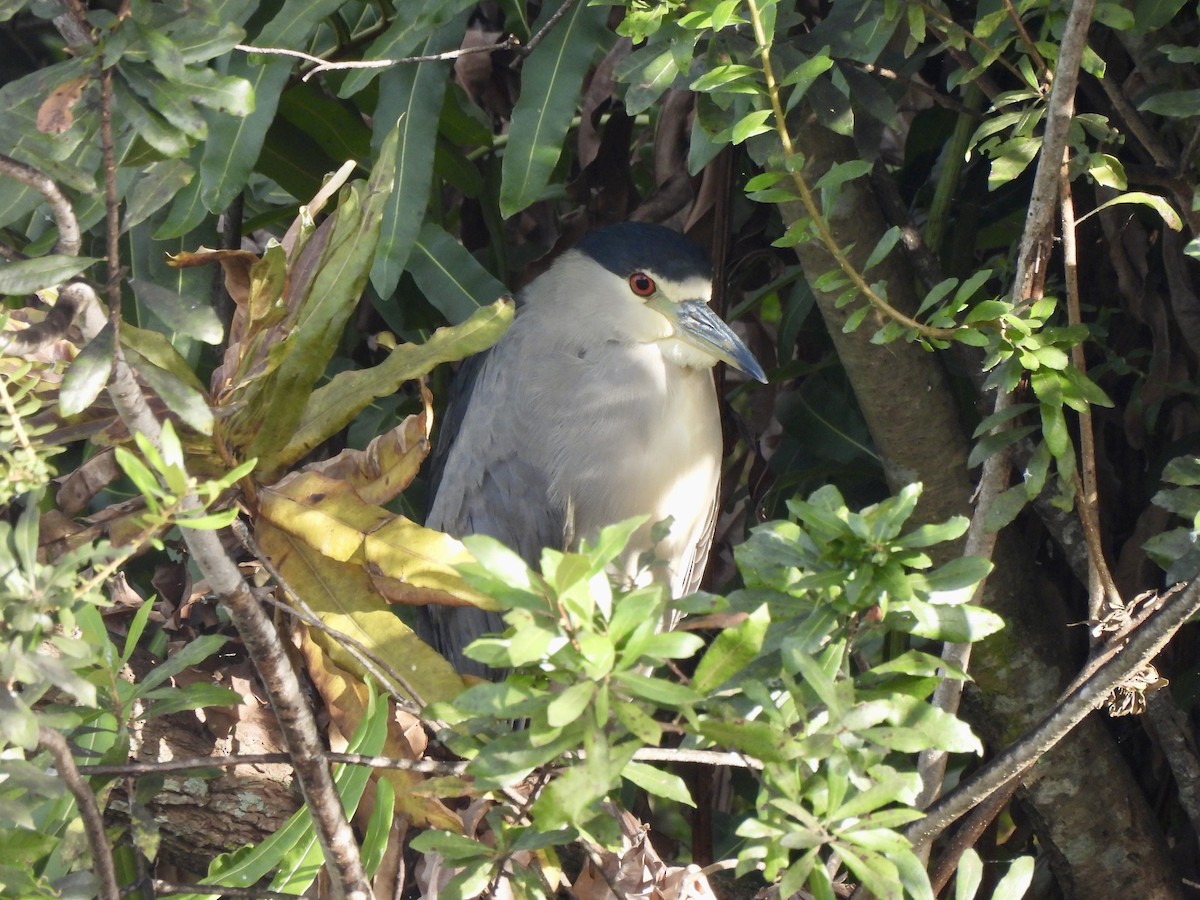 Nitticora - ML644699189