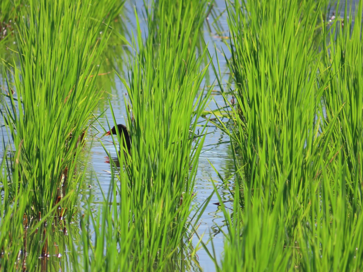 Gallinella d'acqua - ML644699190