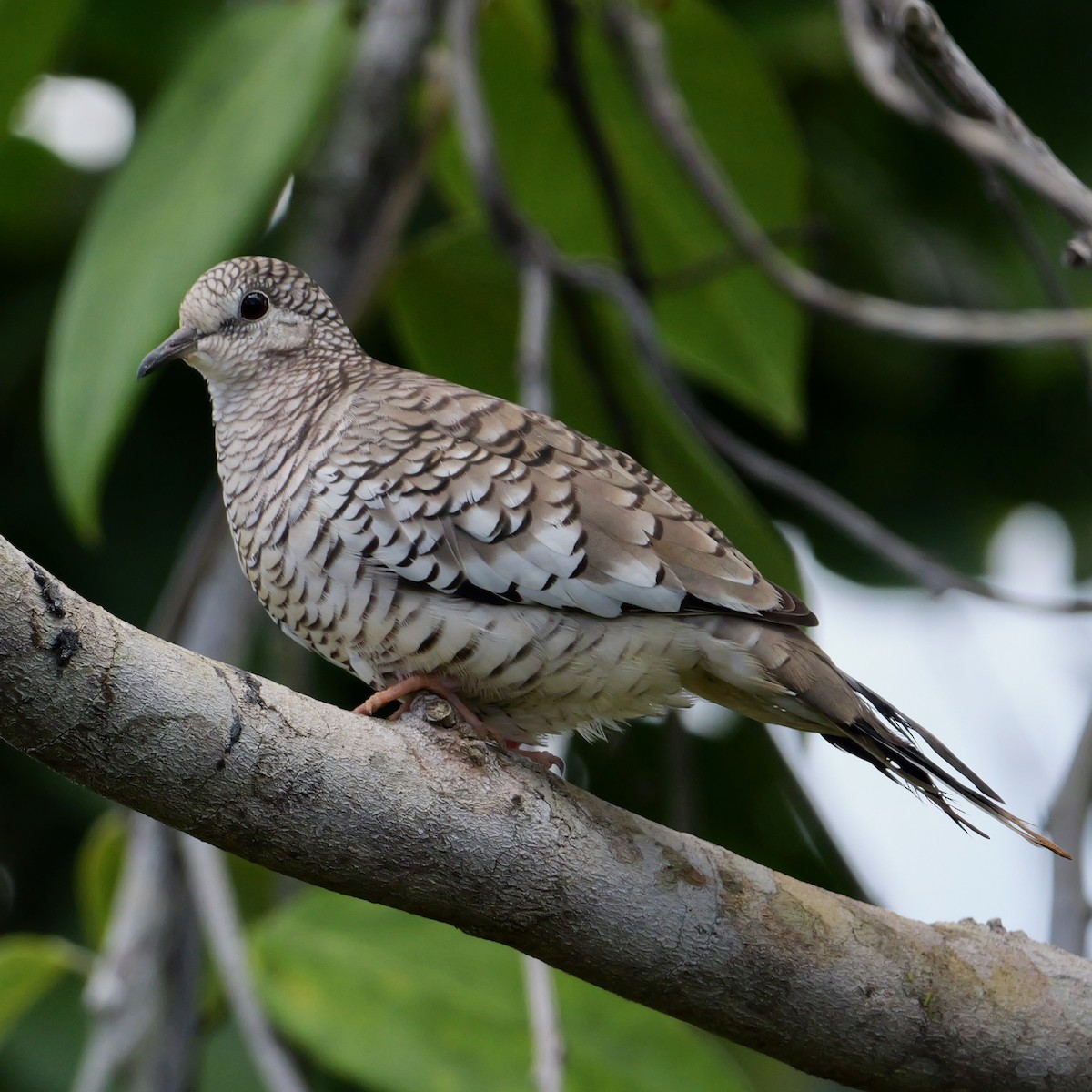 Scaled Dove - ML644699191