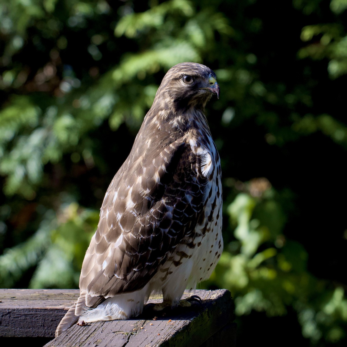 Red-shouldered Hawk - ML644699192