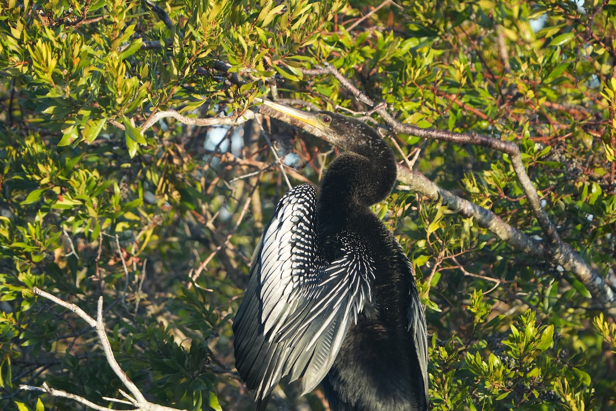 Anhinga - ML644699195