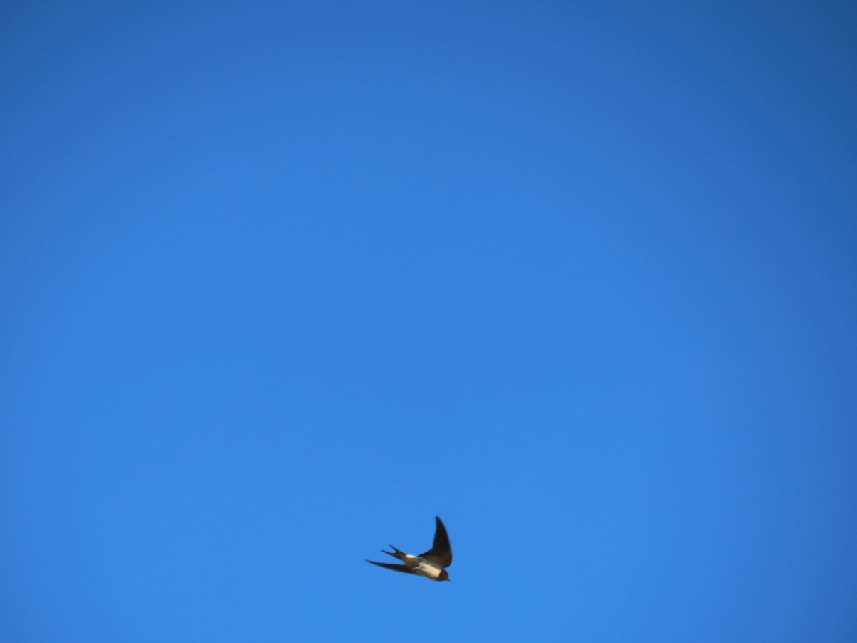 Barn Swallow - ML644699196