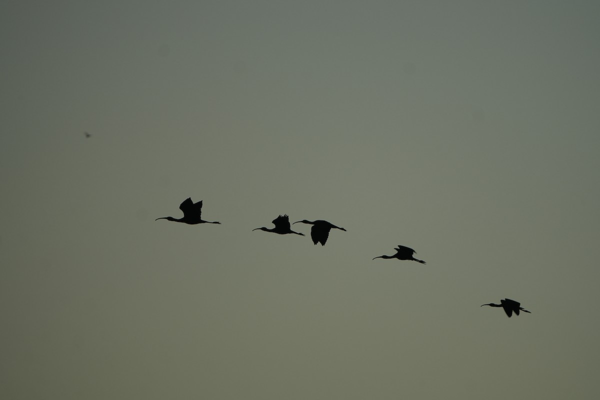 Glossy Ibis - ML644699197