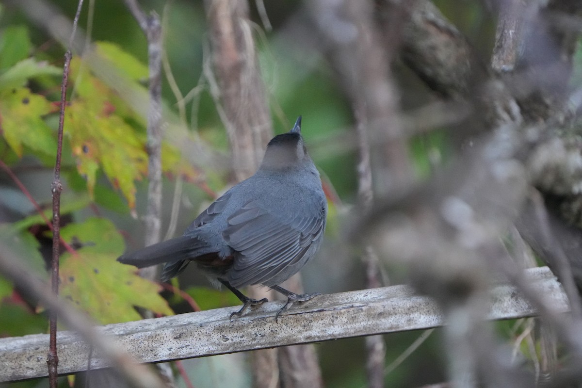 drozdec černohlavý - ML644699209