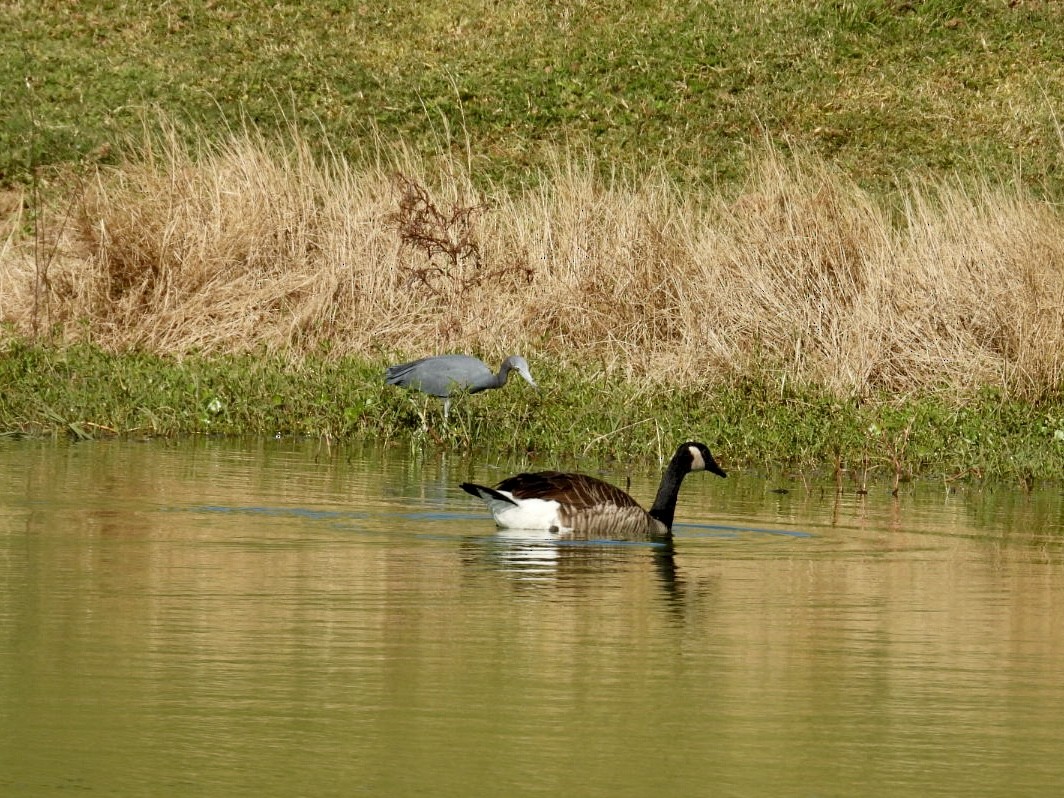 blåhegre - ML644699233