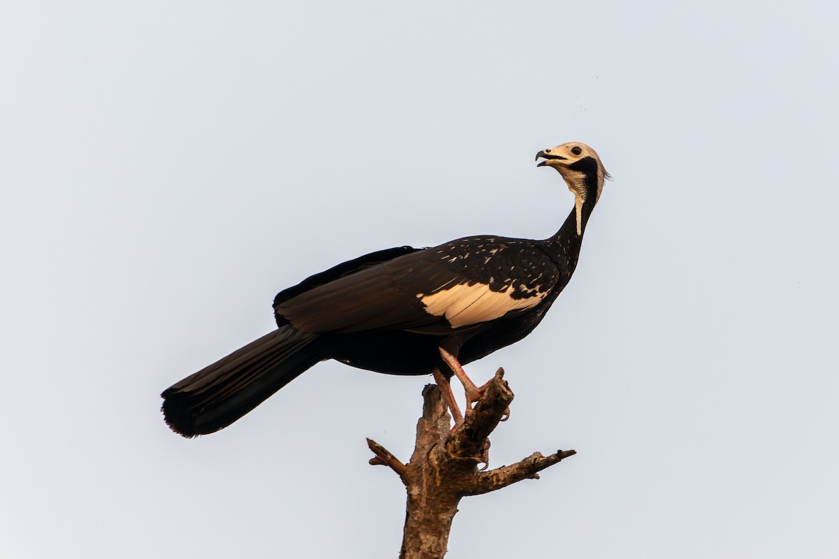 White-throated Piping-Guan - ML644699241