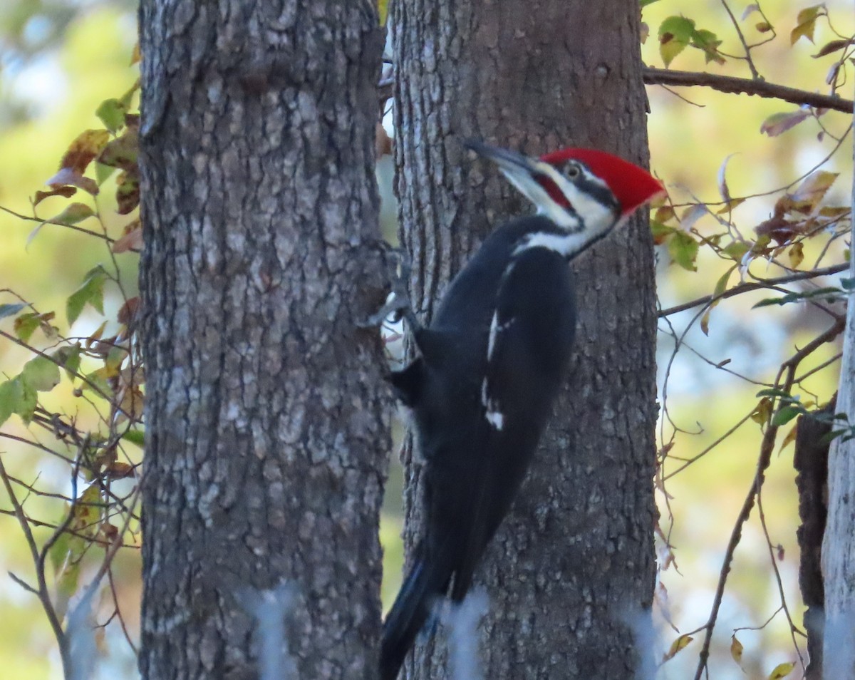 datel chocholatý - ML644699251