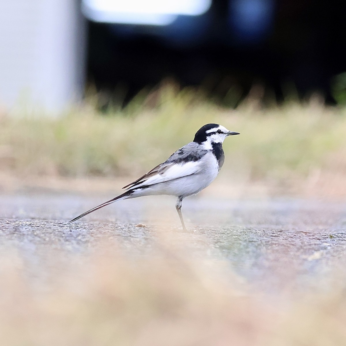 Lavandera Blanca - ML644699252